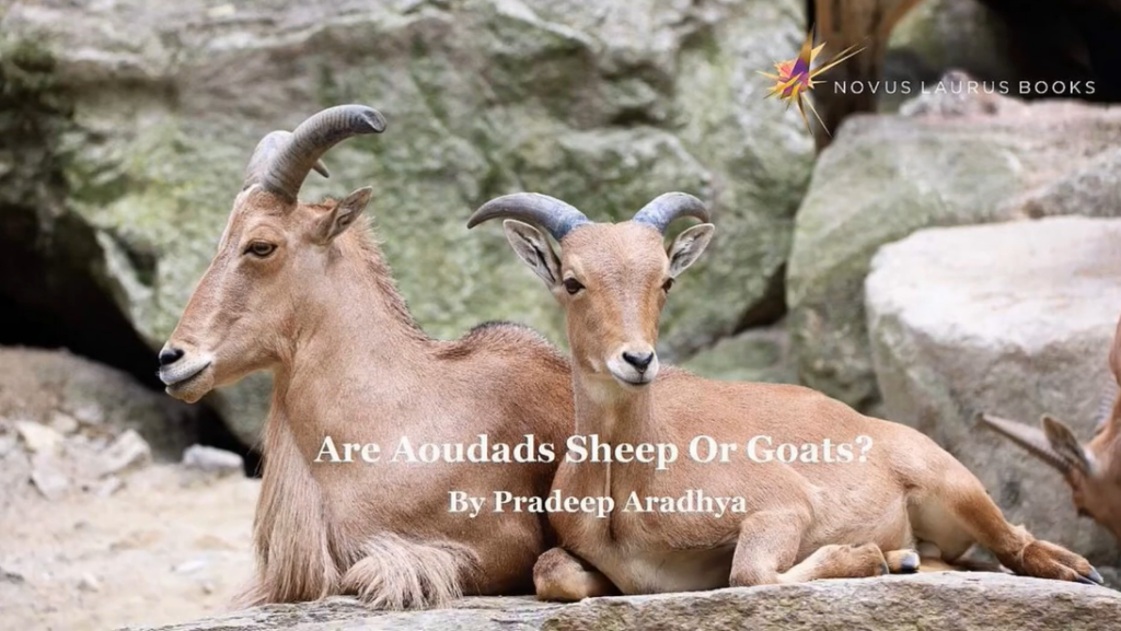 Are Aoudads Sheep Or Goats?