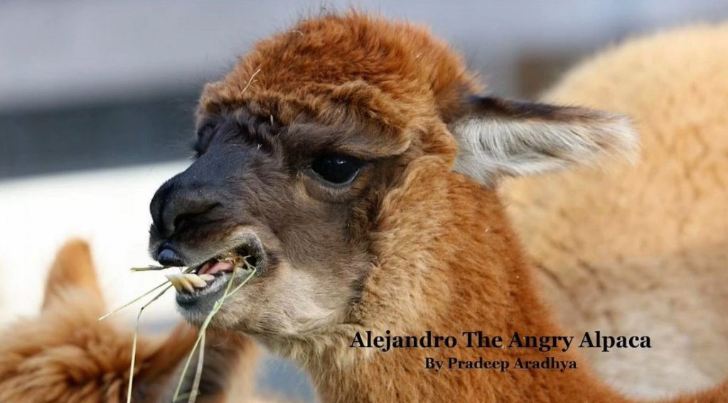Alejandro The Angry Alpaca