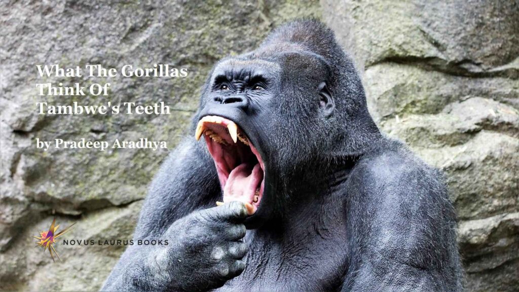 What the Gorillas Think of Tambwe’s Teeth