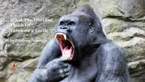 What the Gorillas Think of Tambwe's Teeth