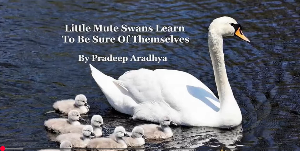 Little Mute Swans Learn To Be Sure Of Themselves